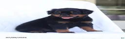 Rottweiler dogs for sale: Kora - Ad 1