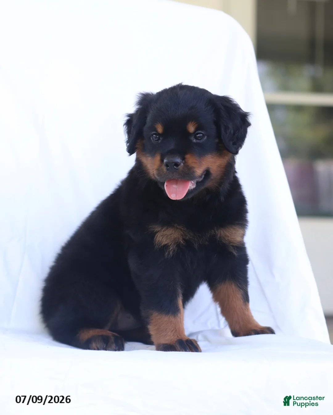 Rottweiler dogs for sale: Kora - Ad 1