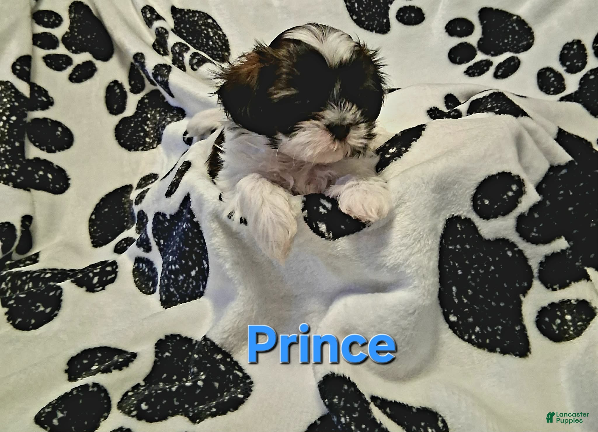 Shih Tzu dogs Prince - Ad 1