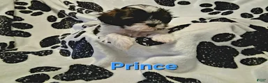 Prince