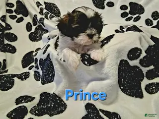 Shih Tzu dogs for sale: Prince - Ad 3