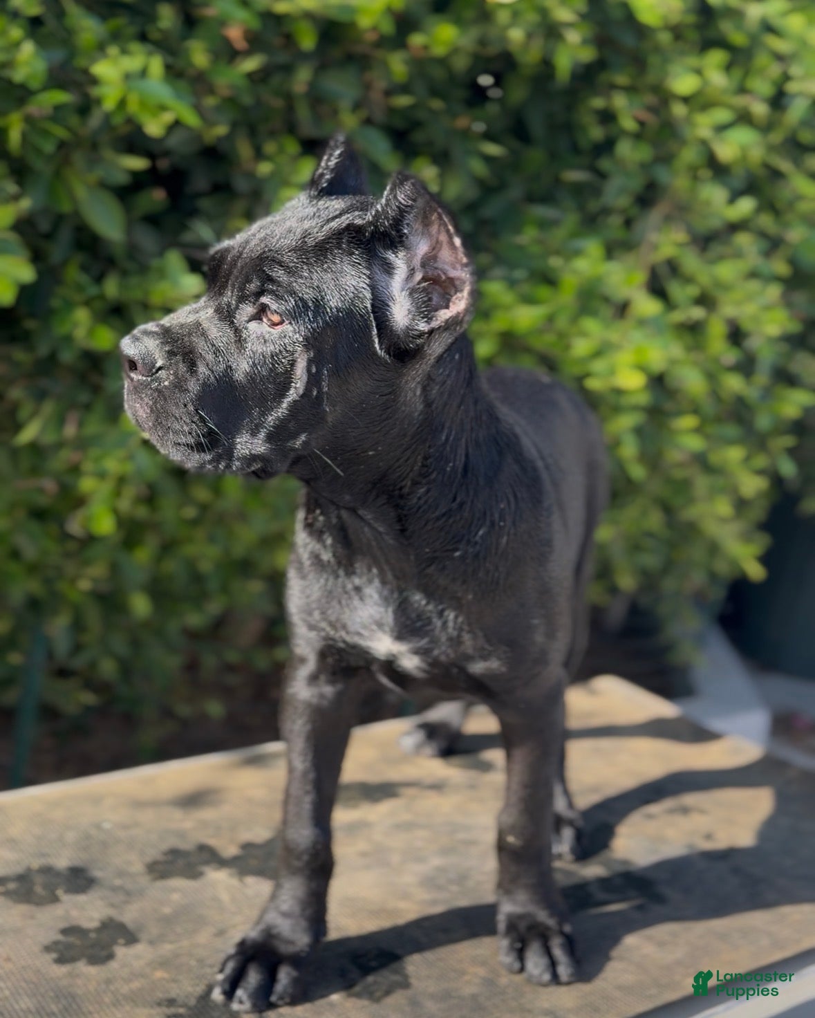 Cane Corso dogs Female 2 - Ad 1