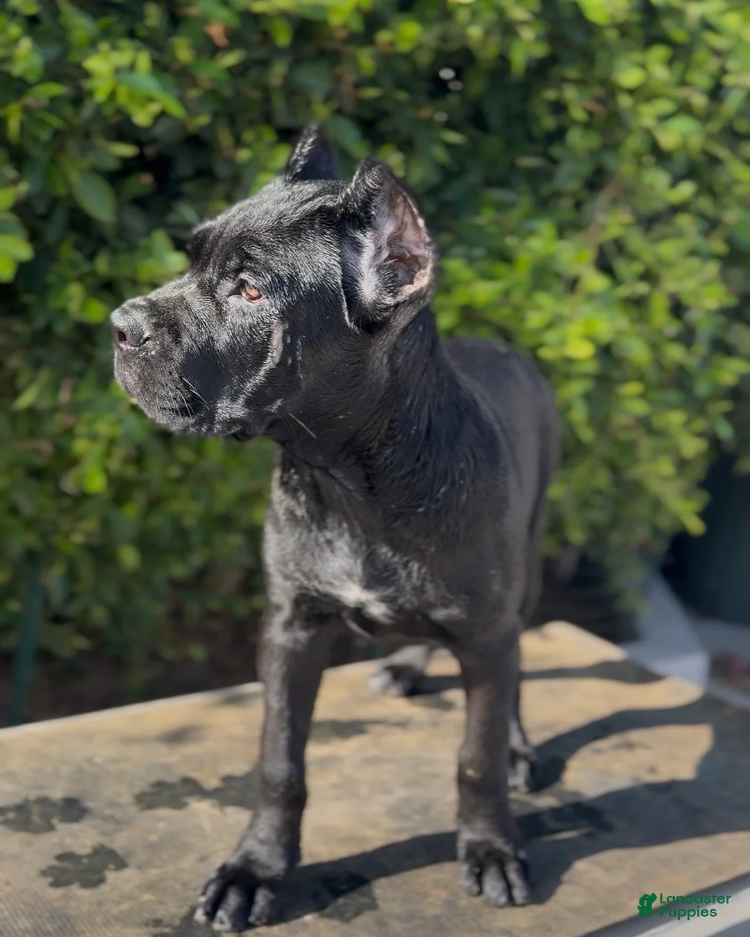 Cane Corso dogs for sale: Female 2 - Ad 1