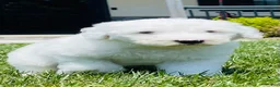 Sheepadoodle dogs for sale: Angel  - Ad 6