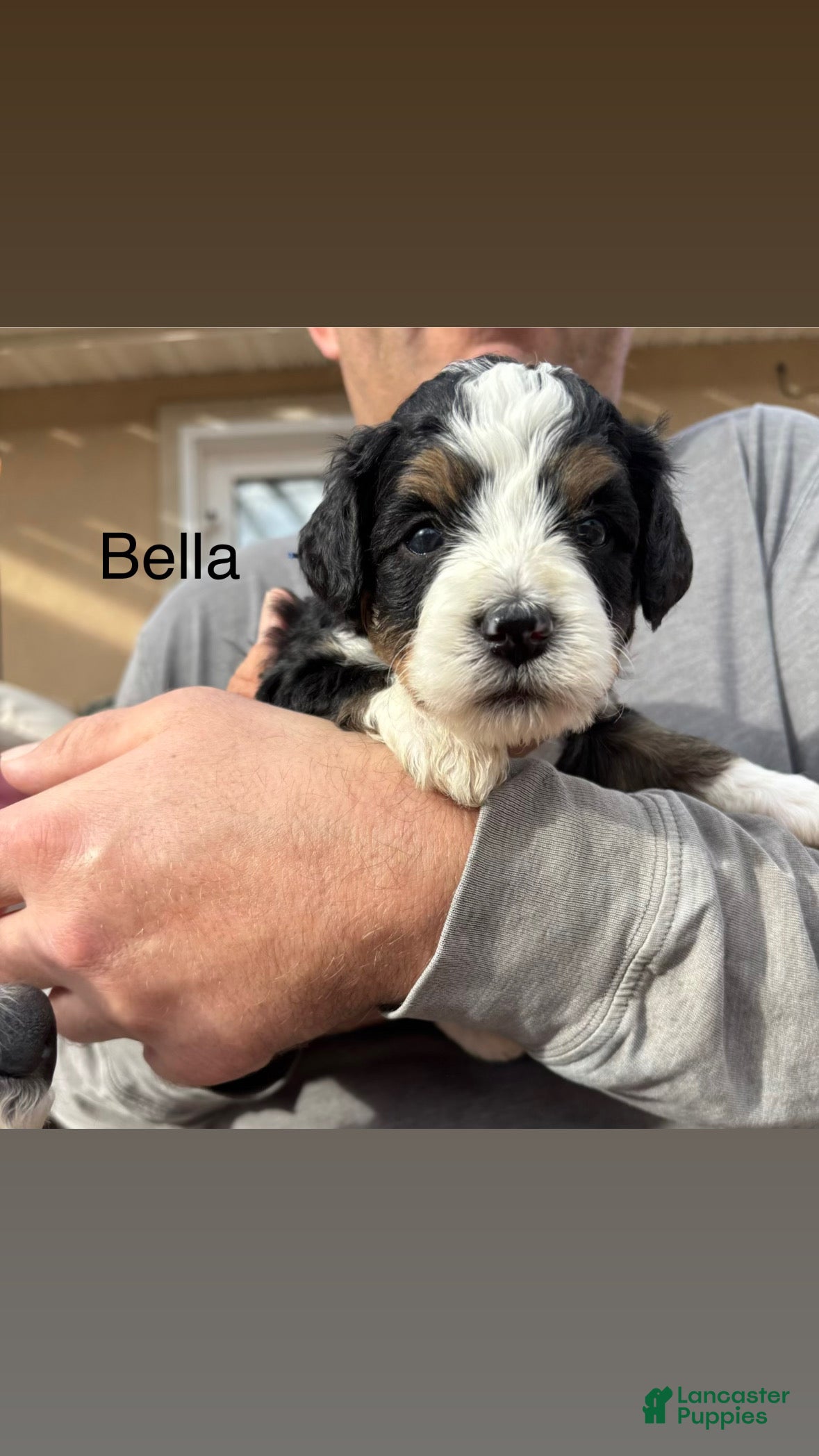 Bernedoodle dogs Bella - Ad 4