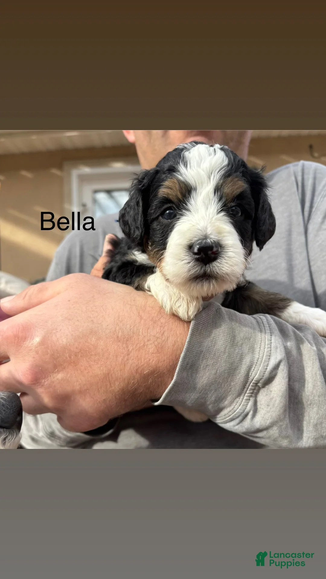 Bernedoodle dogs for sale: Bella - Ad 1