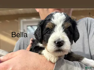 Bernedoodle dogs Bella - Ad 4