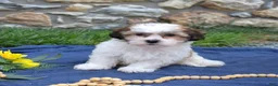 Teddy Bear dogs for sale: Chowder  - Ad 5