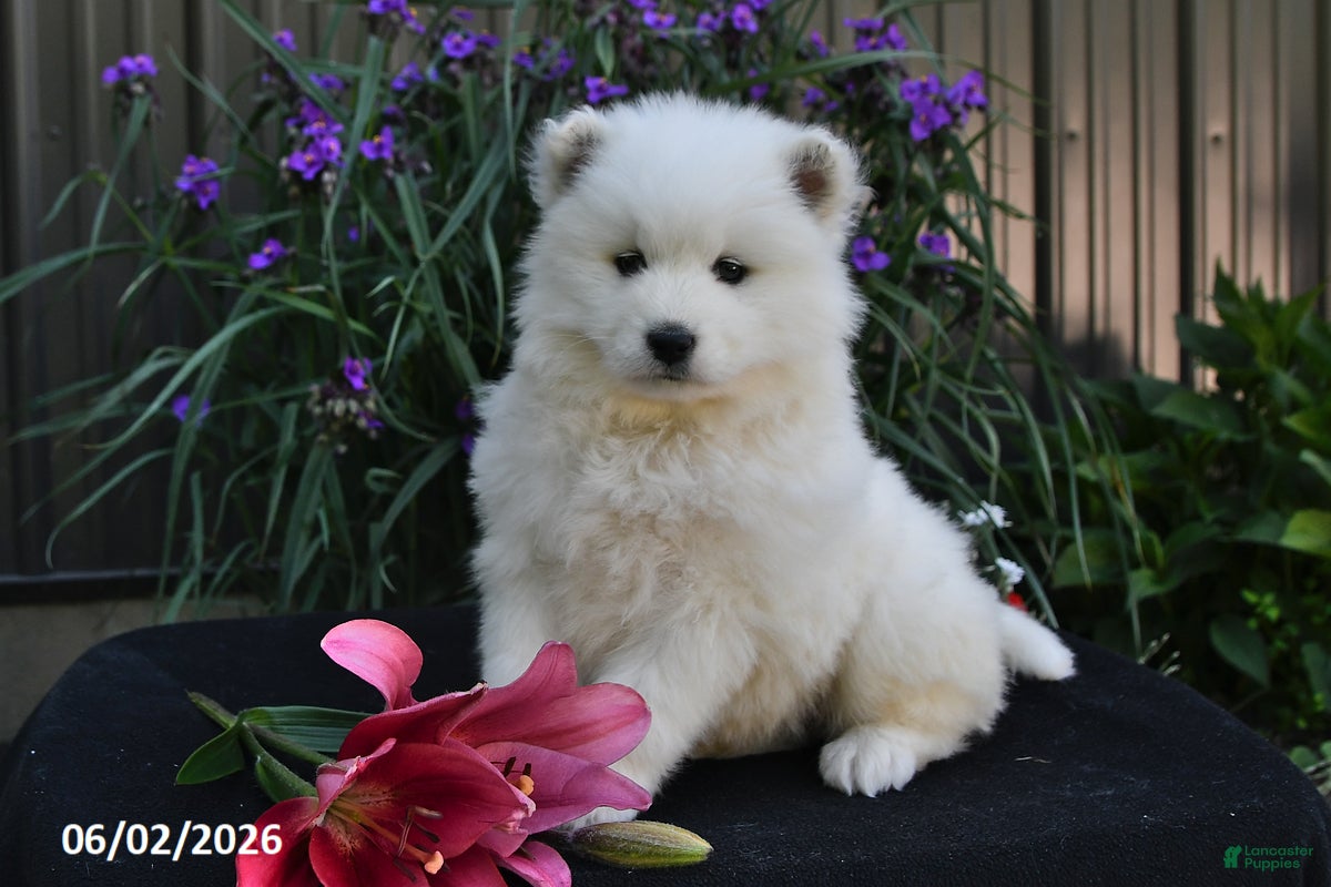 Samoyed dogs for sale: Cream Puff - Ad 5