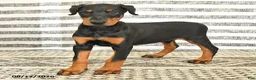 Doberman Pinscher dogs for sale: Darla - Ad 5