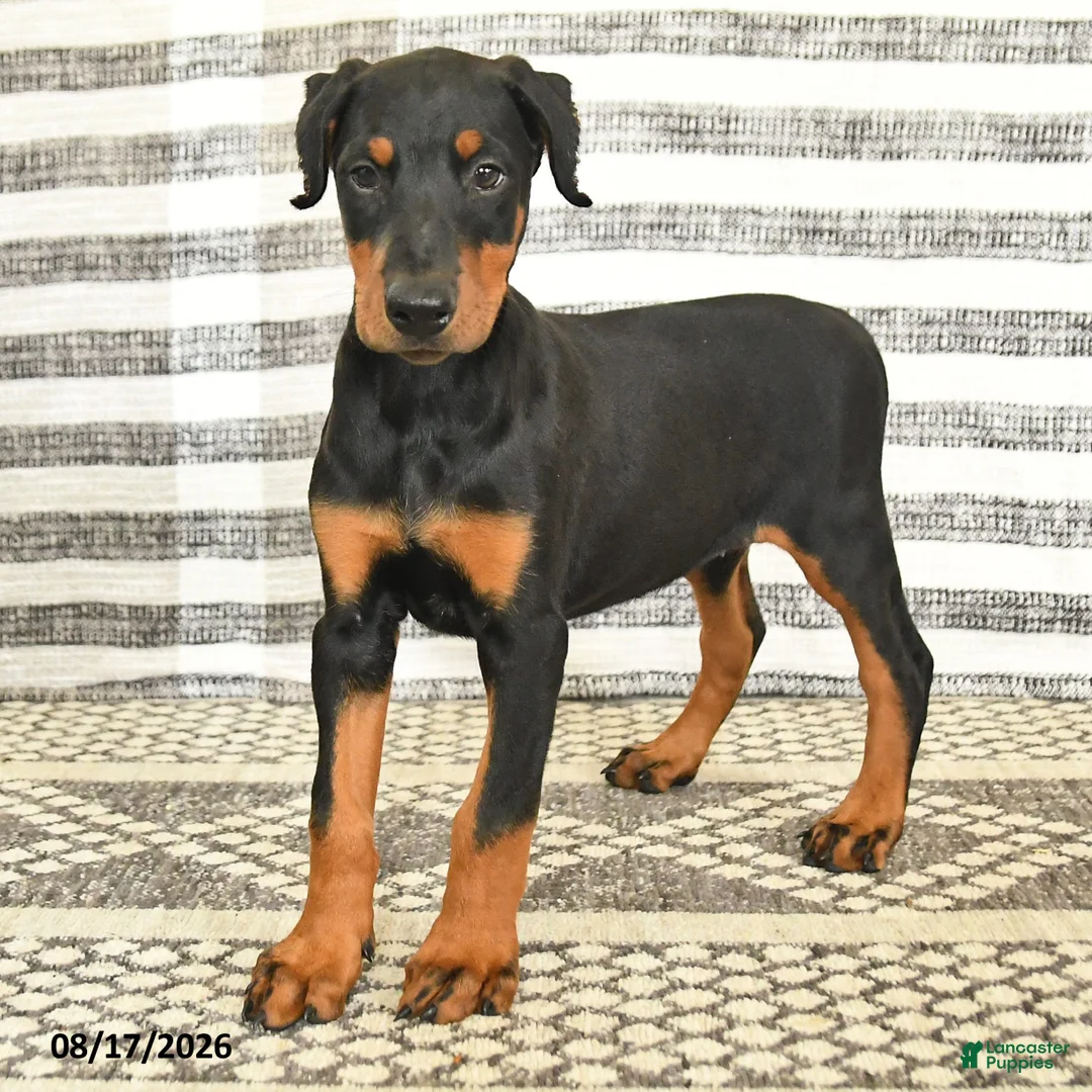 Doberman Pinscher dogs for sale: Darla - Ad 5