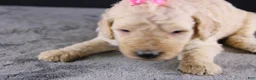 Standard Poodle dogs for sale: Dolly P - Ad 5