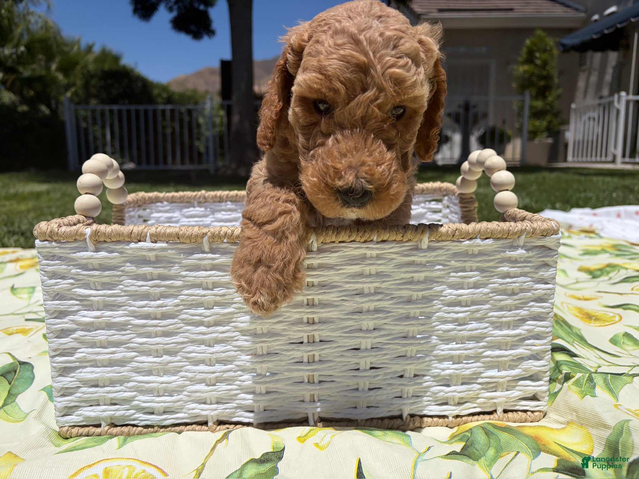 Goldendoodle dogs Pickles - Ad 18