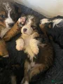 Bernedoodle Puppy 7