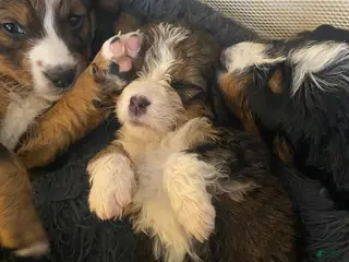 Bernedoodle dogs Bernedoodle Puppy 7 - Ad 41