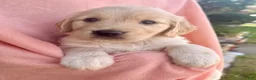 Golden Retriever dogs for sale: Kona - Ad 3