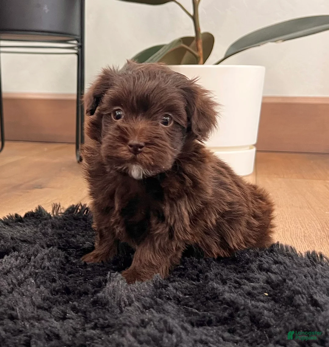 Havapoo dogs for sale: Mickey - Ad 6