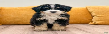 Bandit