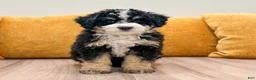 Mini Bernedoodle dogs for sale: Bandit - Ad 1