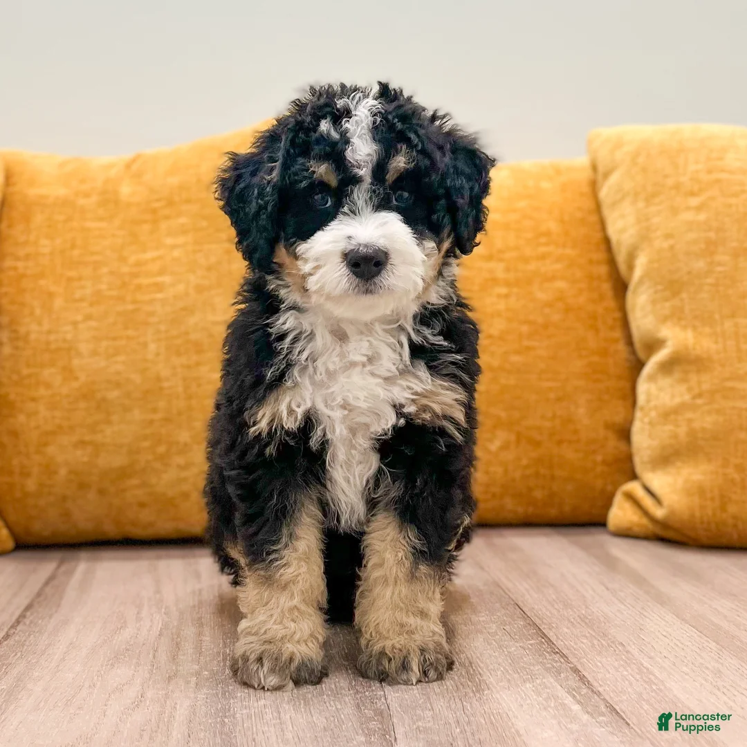 Mini Bernedoodle dogs for sale: Bandit - Ad 1