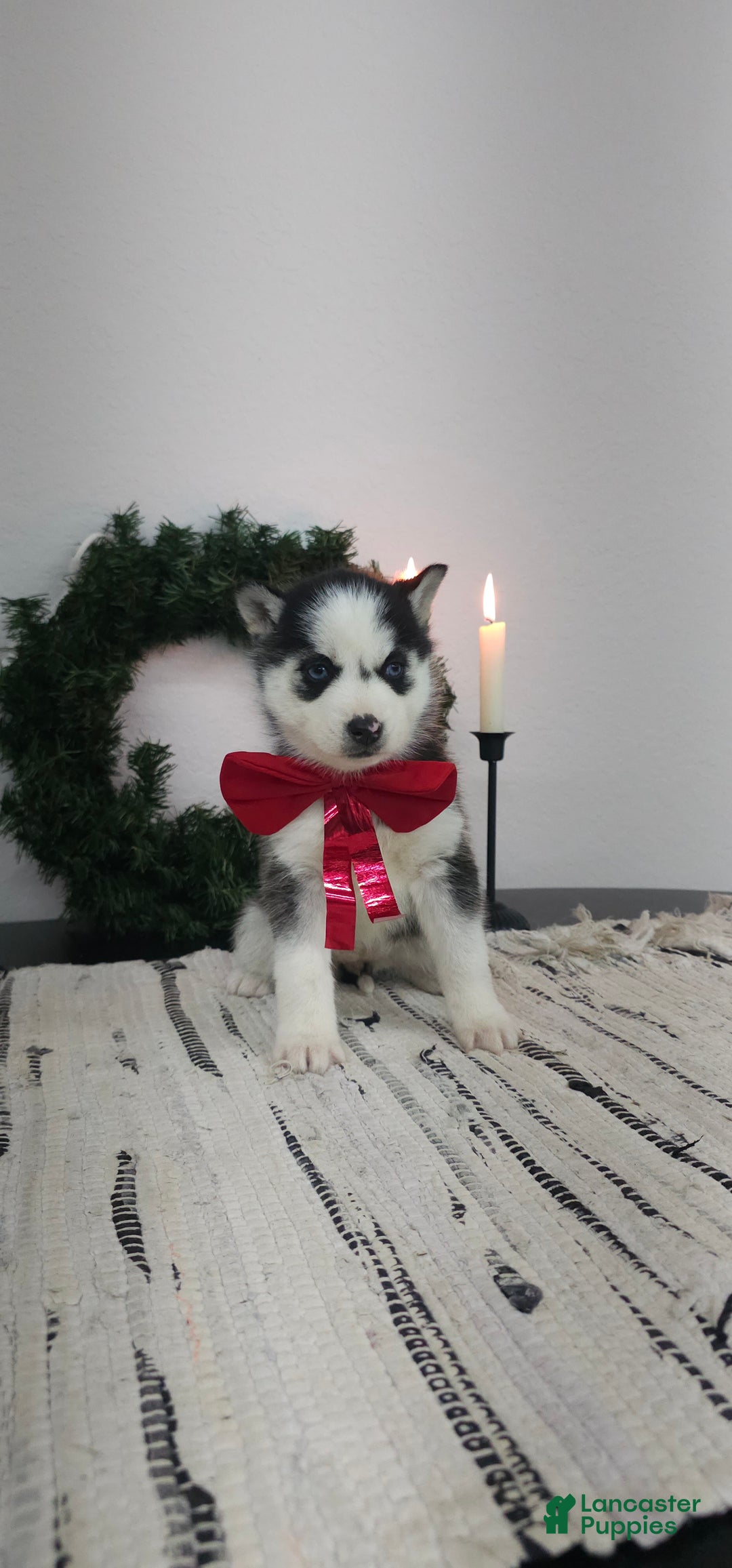 Siberian Husky dogs for sale: Lulu - Ad 3