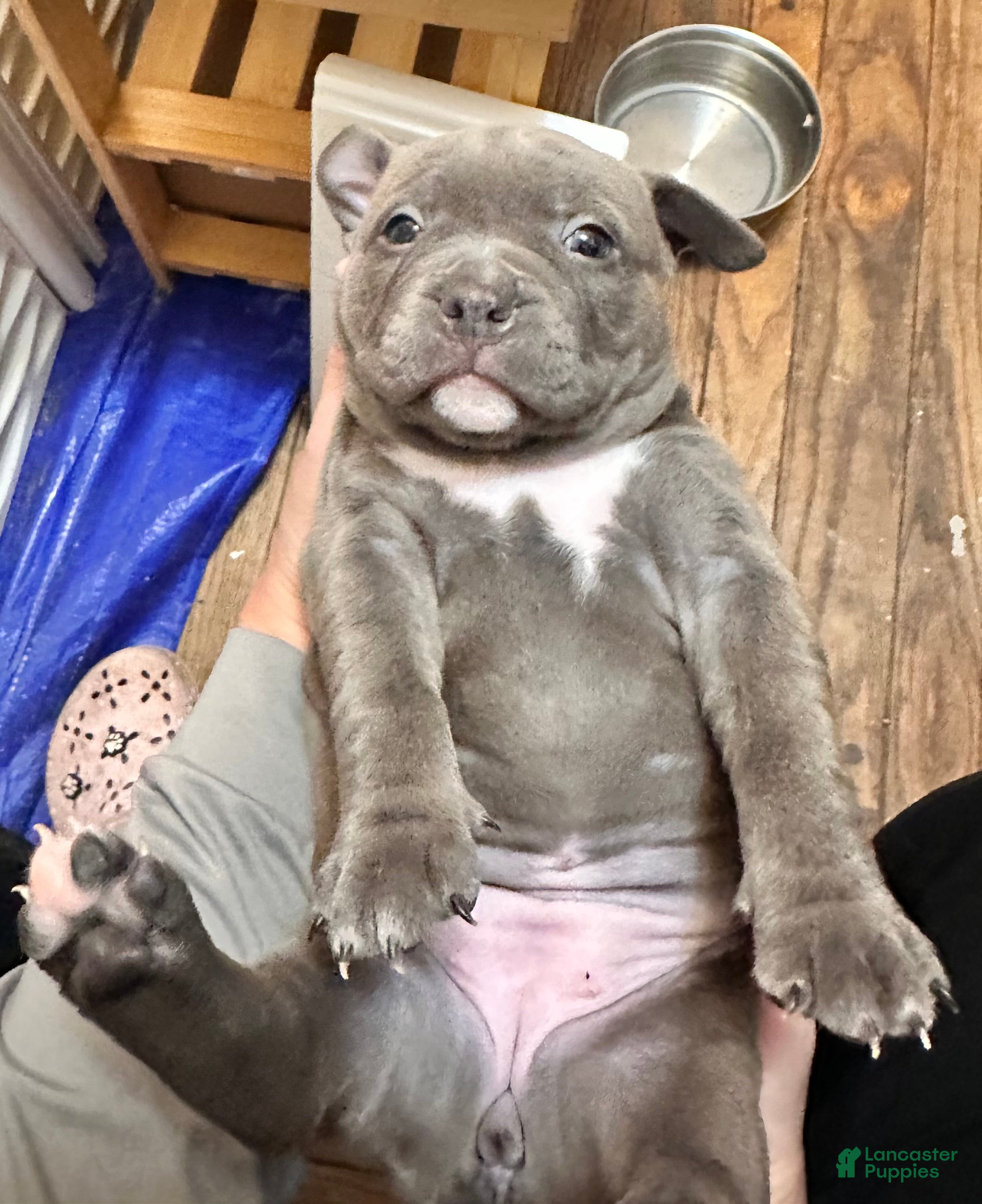 American Bully dogs American Bully 3 - Ad 1