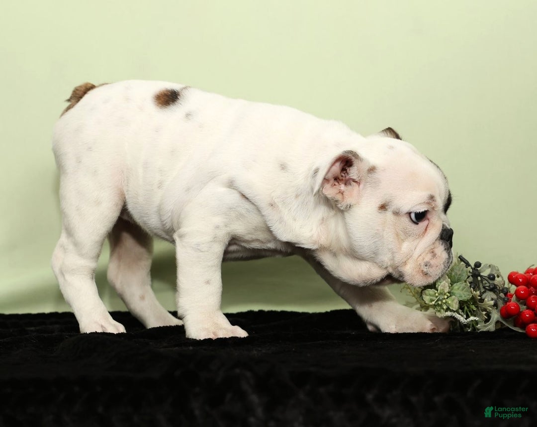 English Bulldog dogs for sale: Holly - Ad 2