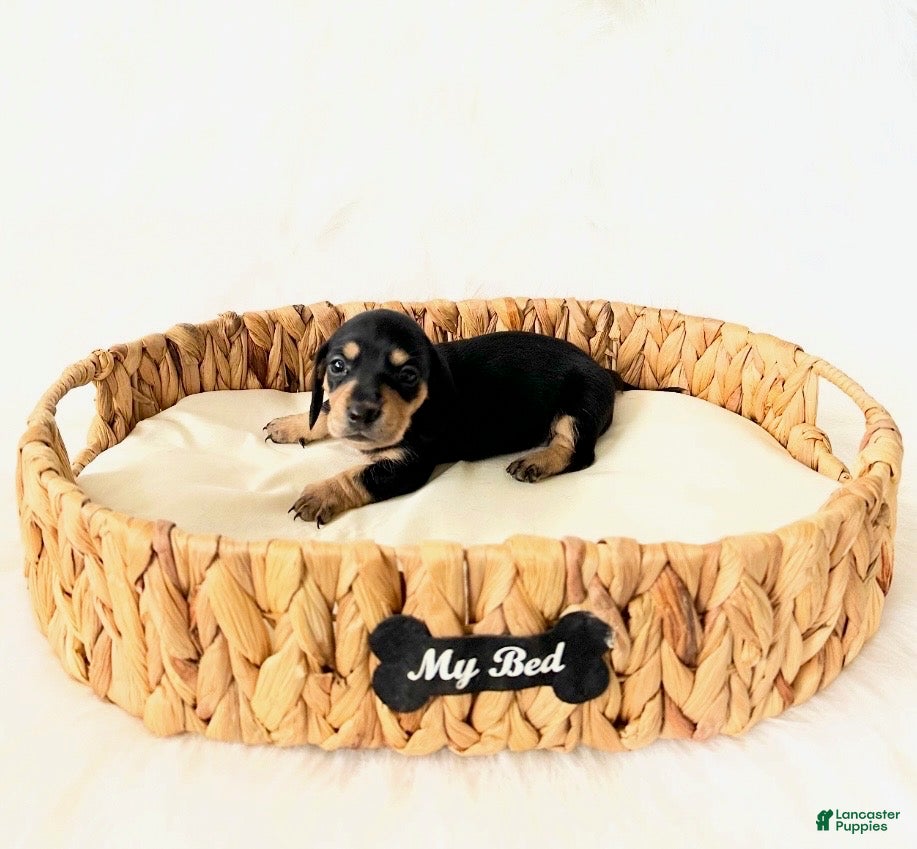 Miniature Dachshund dogs AKC Zoey - Ad 10