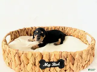 Miniature Dachshund dogs AKC Zoey - Ad 10