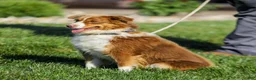 Miniature Australian Shepherd dogs for sale: Honda - Ad 9