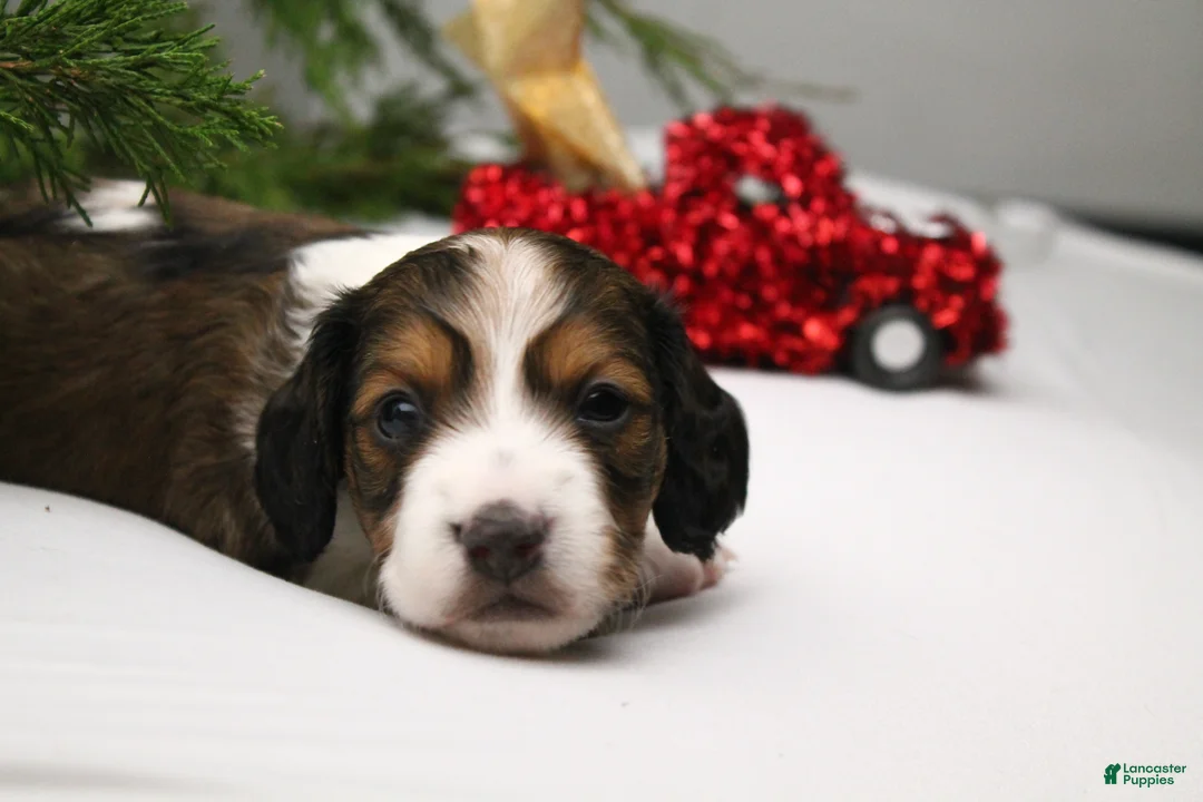 Dachshund dogs for sale: Valentine - Ad 15