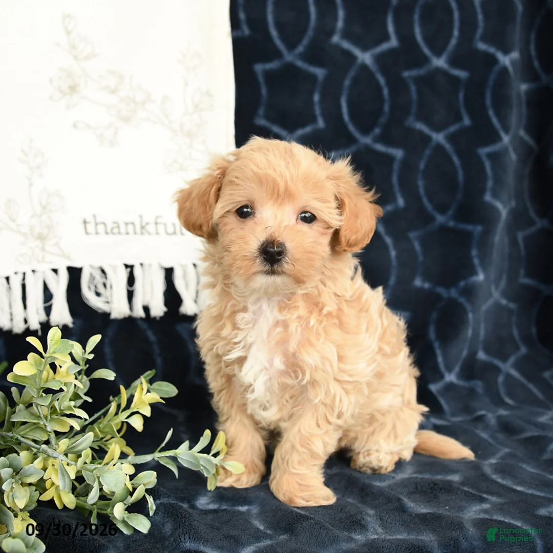 Maltipoo dogs for sale: Audrey - Ad 1