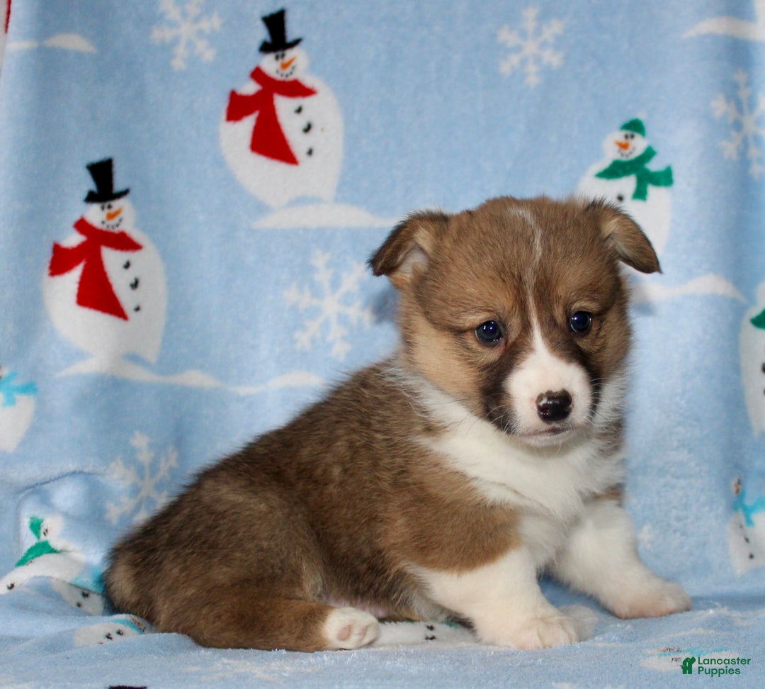 Welsh Corgi Pembroke dogs for sale: Moe - Ad 4