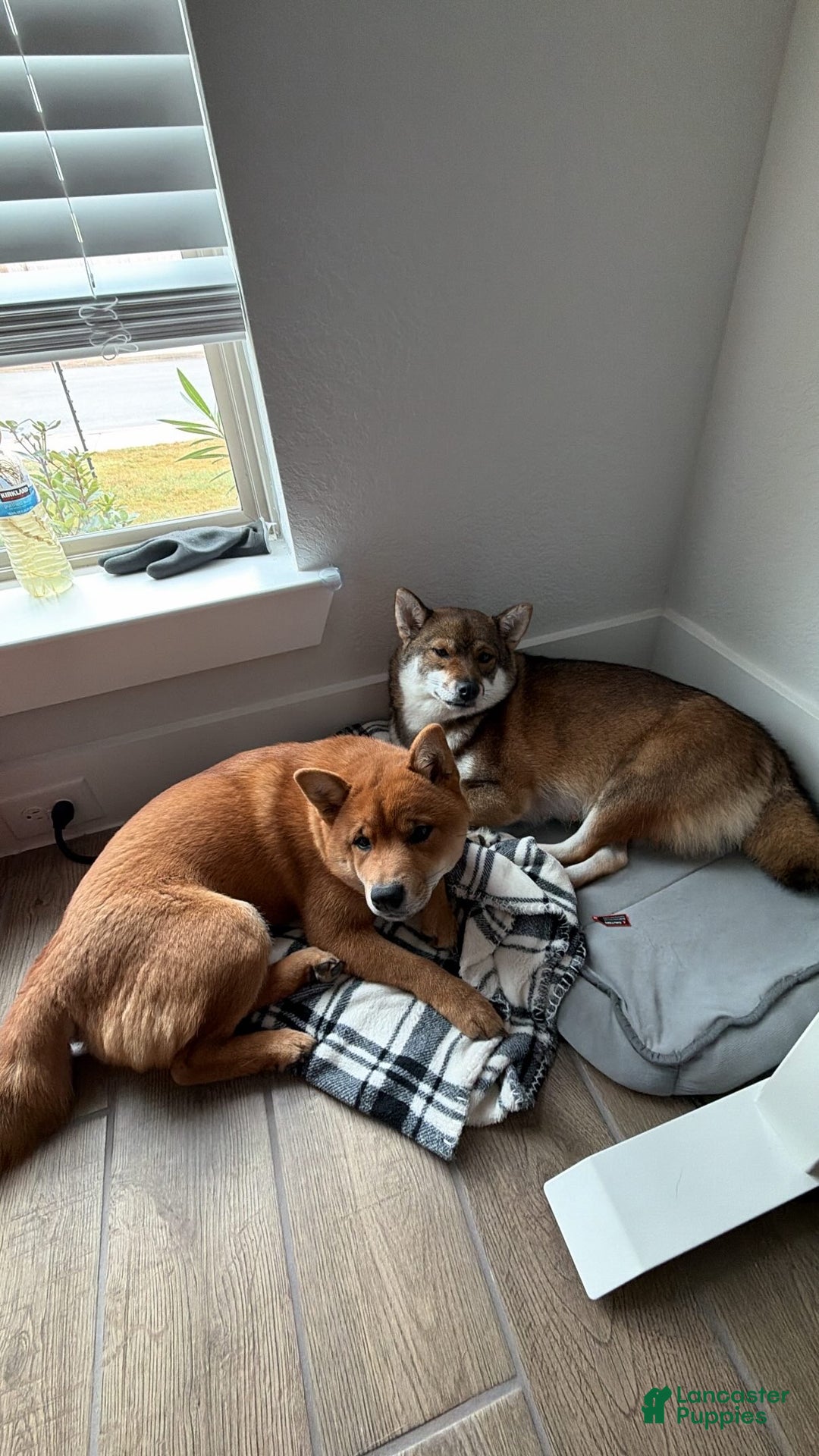 Shiba Inu dogs for sale: Kaito - Ad 11