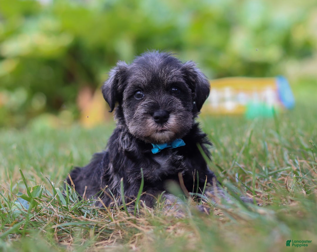 Miniature Schnauzer dogs for sale: Millie - Ad 44
