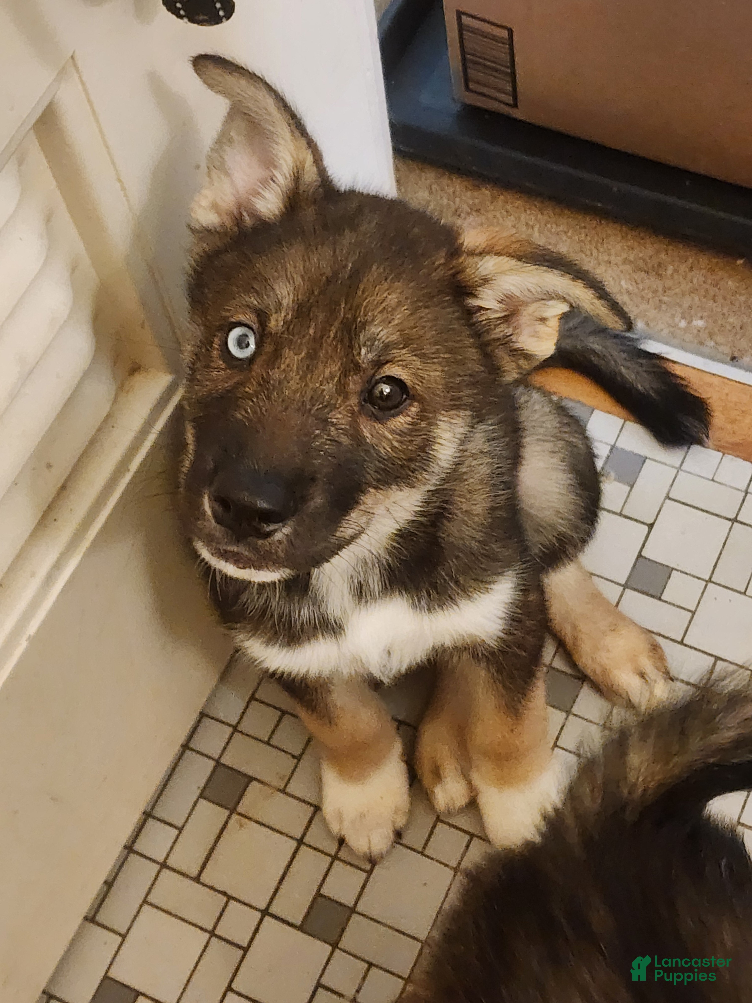 Mixed Breed dogs Iris - Ad 22