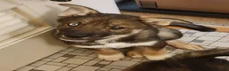 Mixed Breed dogs for sale: Iris - Ad 2