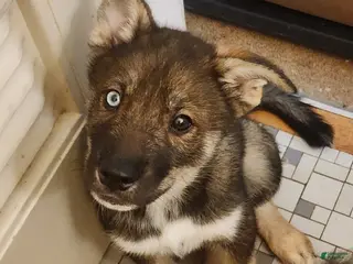 Mixed Breed dogs Iris - Ad 22