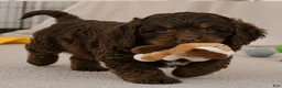 Cockapoo dogs for sale: jerry - Ad 7