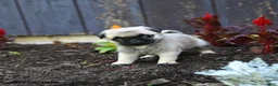 Pug dogs for sale: Alice - Ad 3