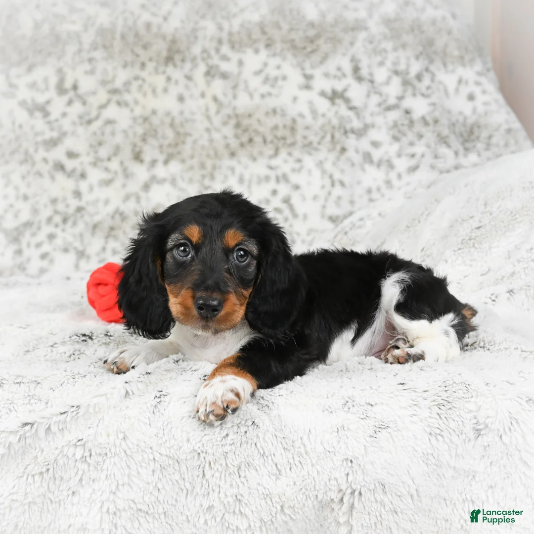 Miniature Dachshund dogs for sale: Charlie - Ad 8