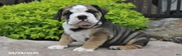 Beabull dogs for sale: Marlee - Ad 3