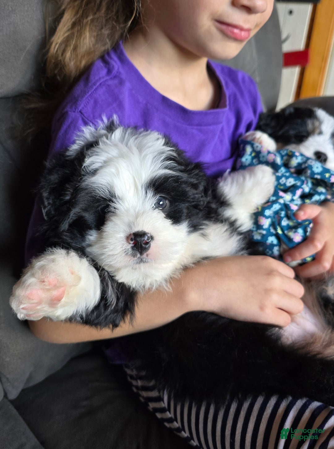 Mini Bernedoodle dogs for sale: Mini Boots - Ad 18