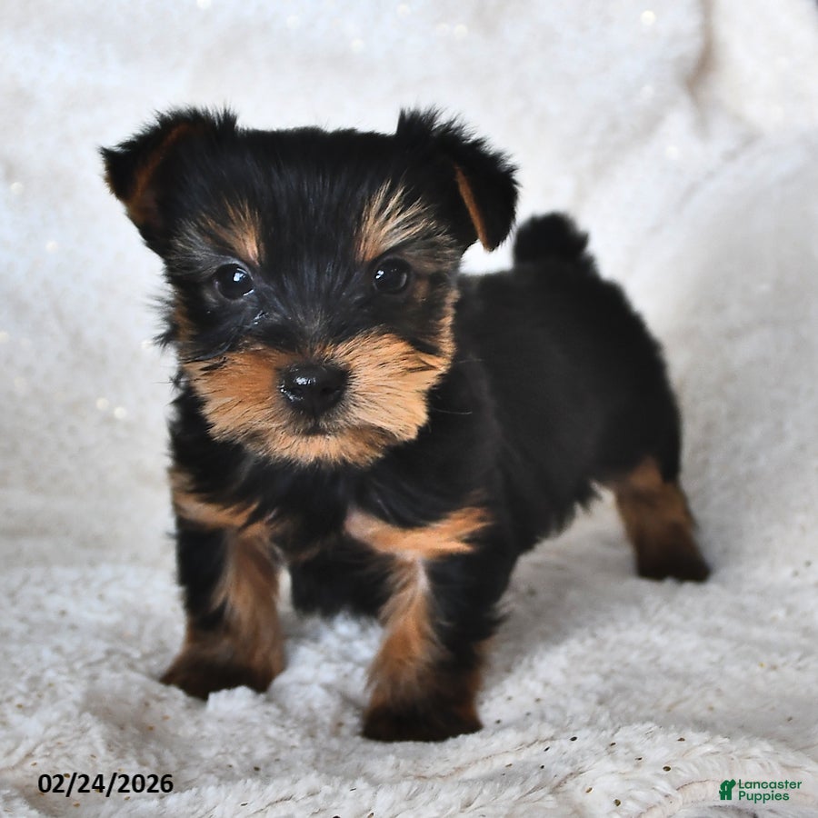 Yorkshire Terrier dogs Huey - Ad 1