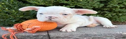 French Bulldog dogs for sale: Dallas - Ad 3