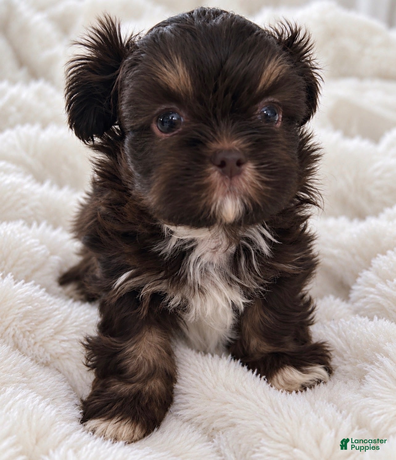 Shih Tzu dogs Kenny - Ad 1