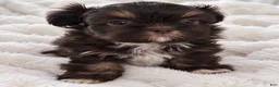Shih Tzu dogs for sale: Kenny - Ad 1