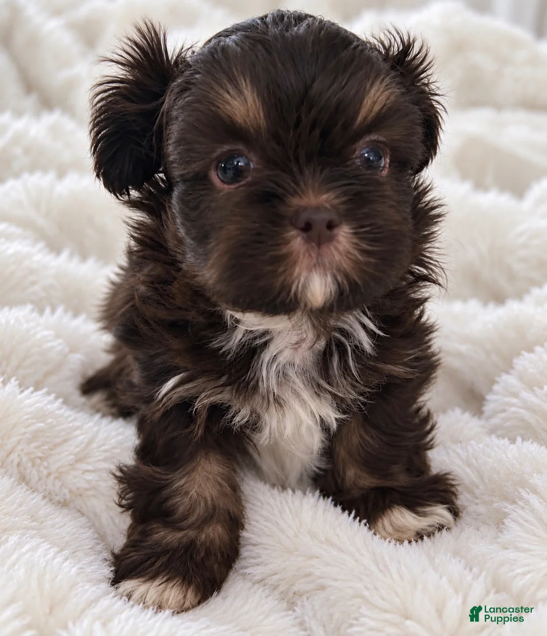 Shih Tzu dogs for sale: Kenny - Ad 1