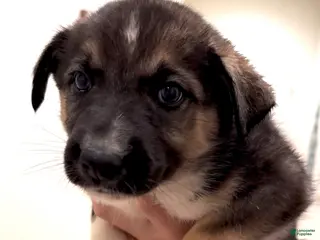 Mixed Breed dogs Bear - Ad 21
