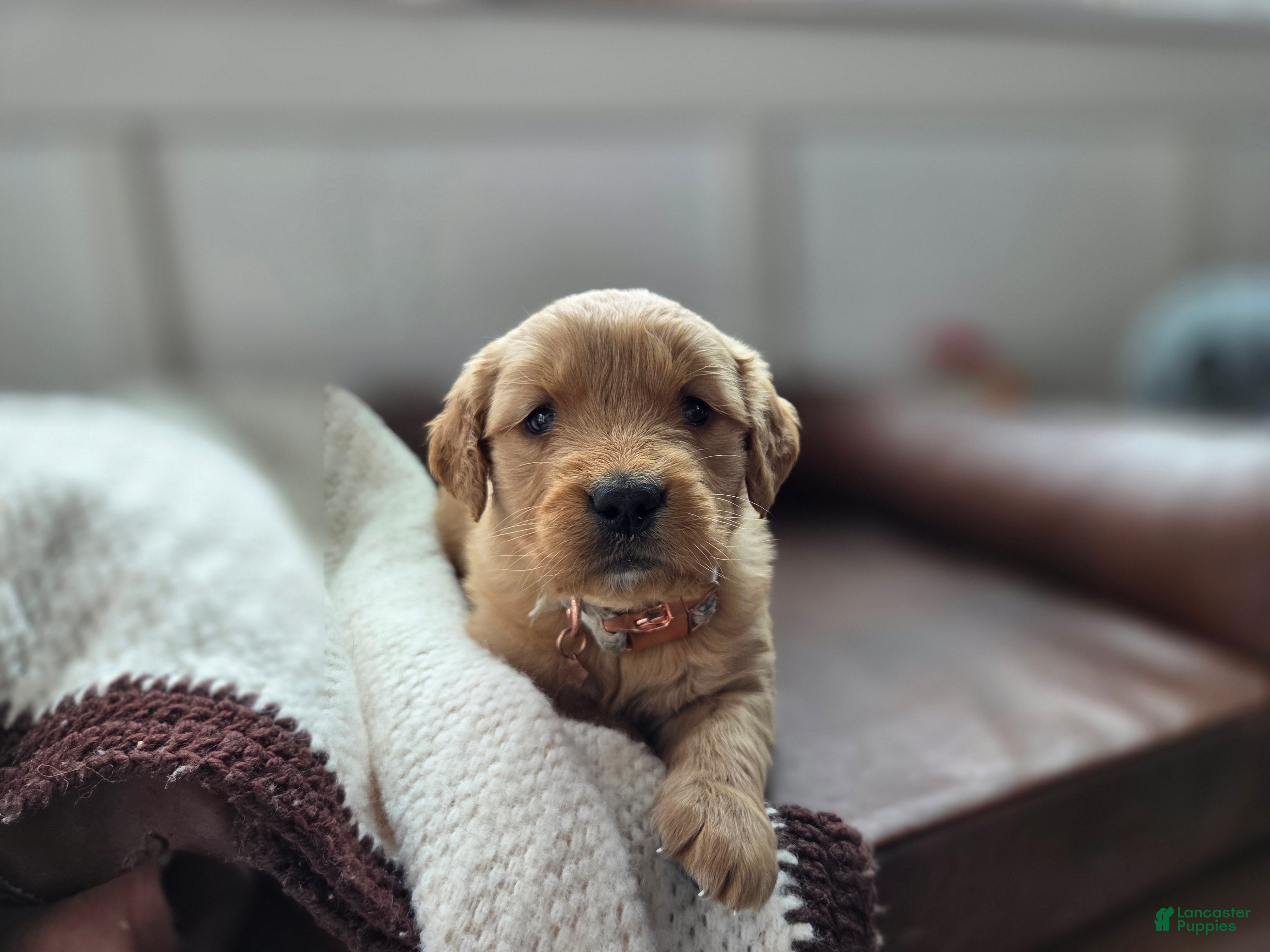 Golden Retriever dogs Sierra - AKC - Ad 11